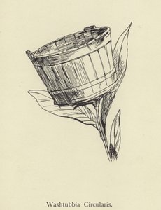 Washtubbia Circularis - Edward Lear